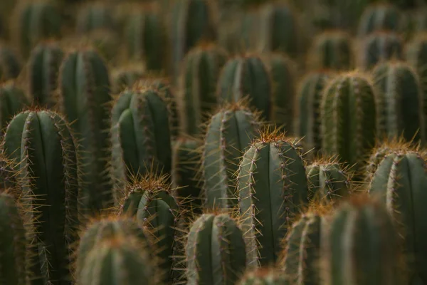 热带植物 仙人掌植物区系 — 图库照片