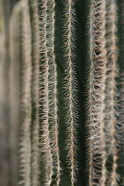 Planta Cactus Planta Botánica Con Espinas — Foto de Stock