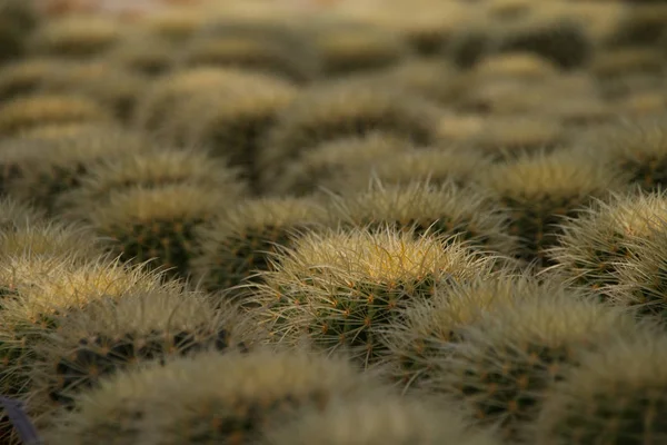 Cactus Exóticos Plantas Tropicales — Foto de Stock