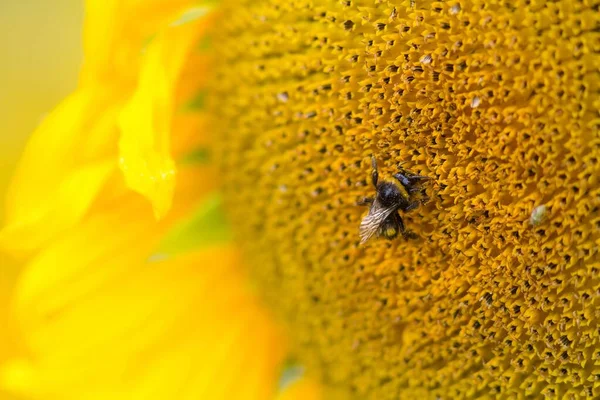 Hummel Auf Sonnenblume Bumblebee Sunflower — Stock Photo, Image