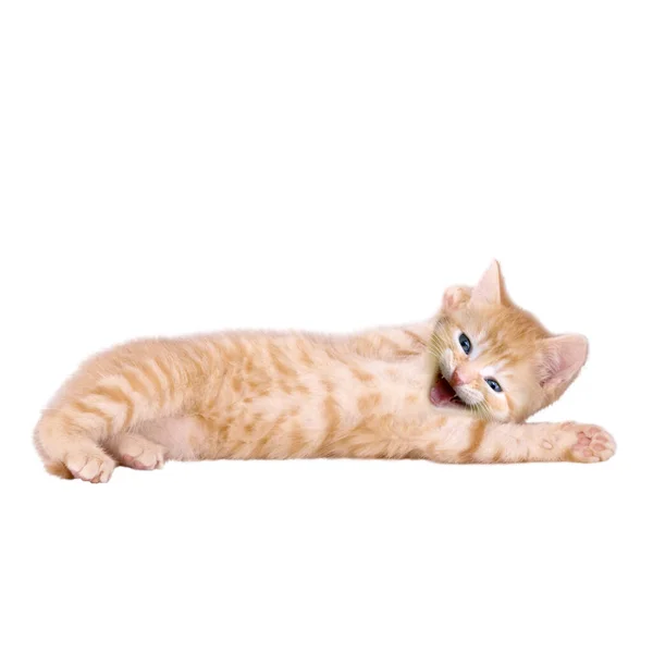 Γατάκι Βρίσκεται Γελώντας Λευκό Φόντο — Φωτογραφία Αρχείου