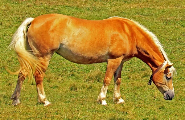 Haflinger Breeding Horse Avelignese Animal — Stock Photo, Image