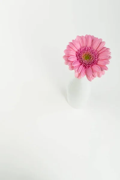 Gyönyörű Gerbera Virág Flóra Szirmok — Stock Fotó