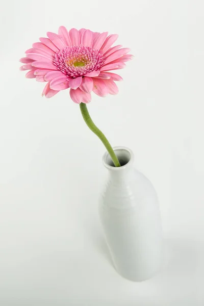 Vacker Gerbera Blomma Flora Kronblad — Stockfoto