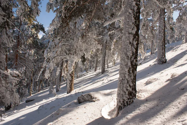 Winter Berg Navacerrada Madrid Spanje — Stockfoto