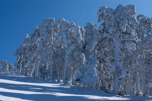 Kışın Dağ Navacerrada Madrid Spanya — Stok fotoğraf