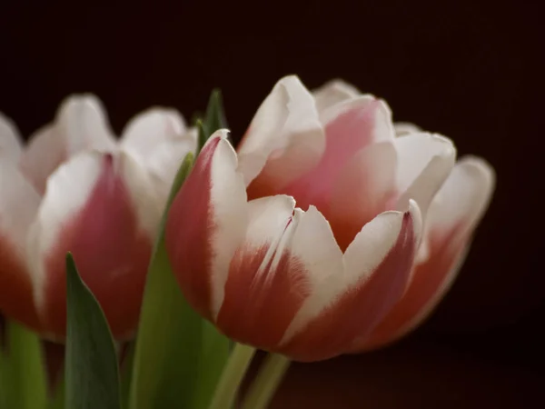 Vue Belles Fleurs Printanières — Photo