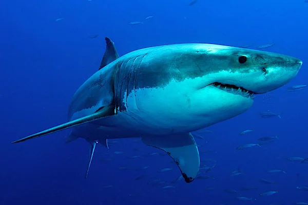 深蓝色水中的大白鲨 — 图库照片