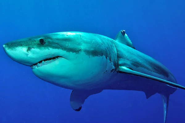 Great White Shark Deep Blue Water — Stock Photo, Image