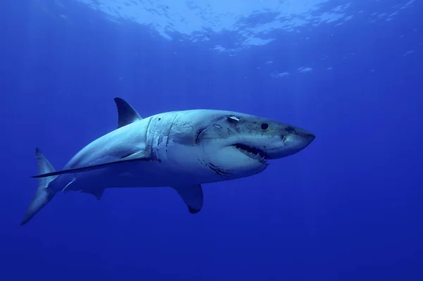 Great White Shark Deep Blue Water — Stock Photo, Image