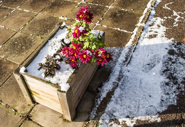 雪が降った後の日当たりの良い木の鍋 — ストック写真