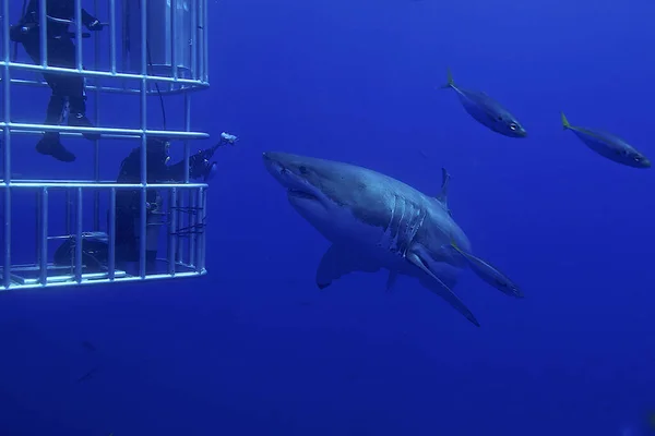 Great White Shark Cage — Stock Photo, Image