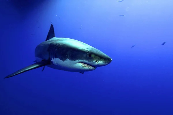 Nagy Fehér Cápa Mély Kék Vizekben — Stock Fotó