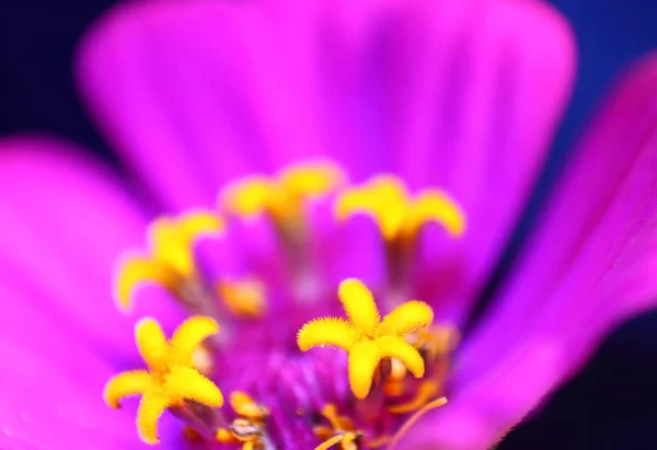 Macro Shot Flower — Stock Photo, Image