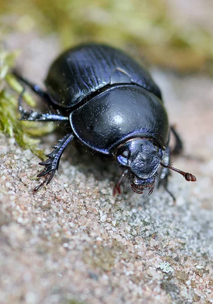 Skog Dynga Skalbagge Anoplotrupes Stercorosus — Stockfoto