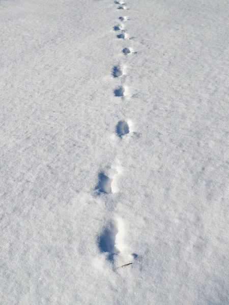 Отпечатки Ног Снегу Поле — стоковое фото