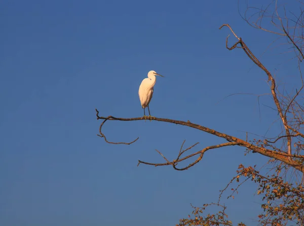 Pequeno Egret Egretta Garzetta Pequena Garça Branca Árvore — Fotografia de Stock