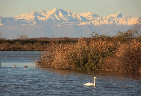 View Nature Reserve Valle Canal Novo Italy — Stock Photo, Image