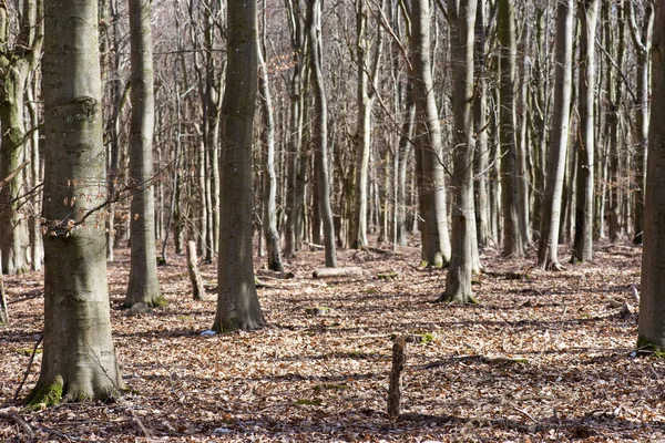 Henüz Herhangi Bir Yaprak Olmadan Baharda Parlak Kayın Ormanı — Stok fotoğraf