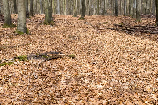 Яркий Буковый Лес Весной Листьев — стоковое фото