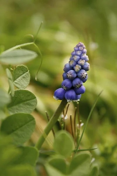 Uva Arménia Jacinto Muscari Armeniacum — Fotografia de Stock