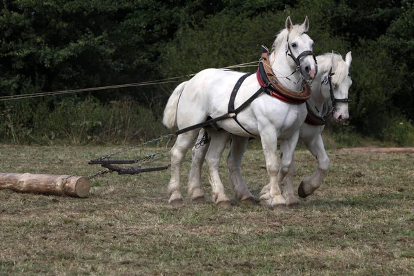 Twee Witte Paarden Aan Het Werk — Stockfoto