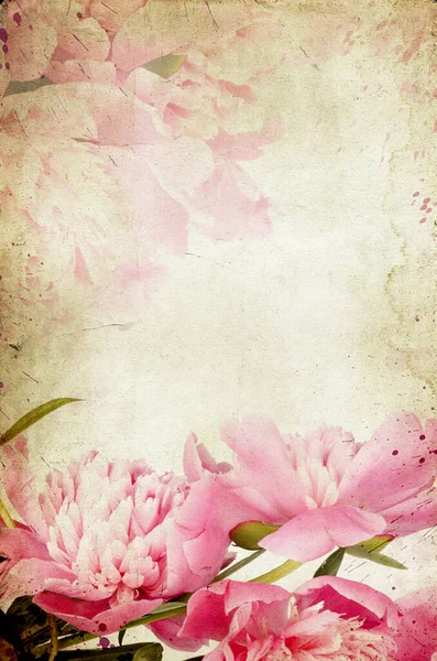 ヴィンテージの背景のバラ ピンク牡丹 — ストック写真