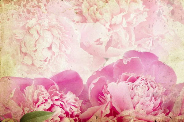 Rosas Sobre Fondo Vintage Peonía Rosa — Foto de Stock