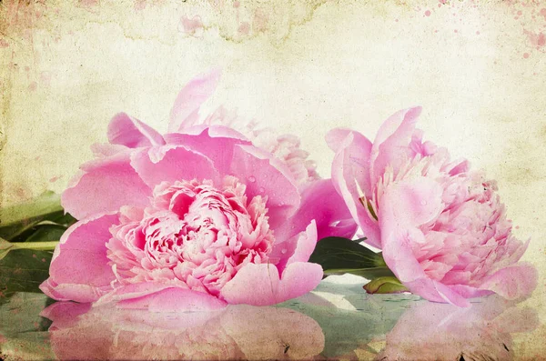 Троянди Вінтажному Фоні Рожеве Півонія — стокове фото
