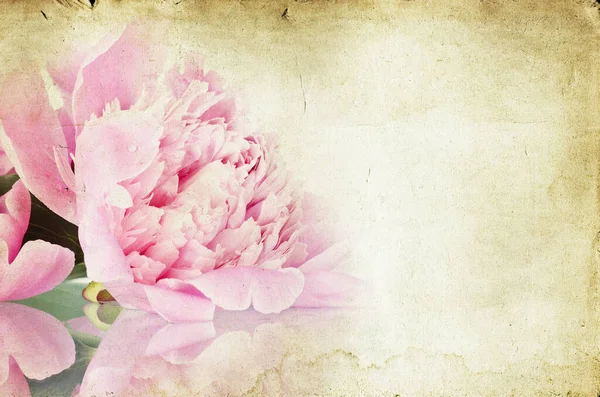 Τριαντάφυλλα Vintage Φόντο Ροζ Παιώνια — Φωτογραφία Αρχείου
