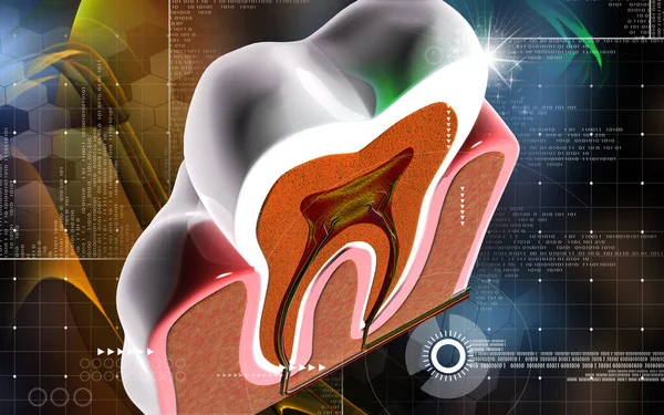 Ilustración Digital Sección Transversal Los Dientes Fondo Color —  Fotos de Stock