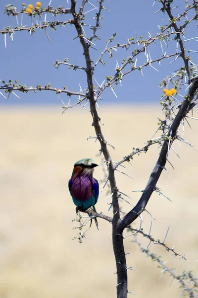 Rolo Peito Lilás Coracias Caudatus Parque Nacional Etosha Namíbia — Fotografia de Stock