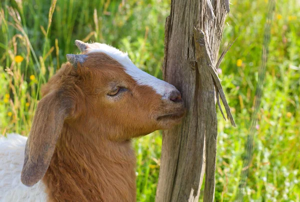 Goat Grazing Green Countryside — Stock Photo, Image