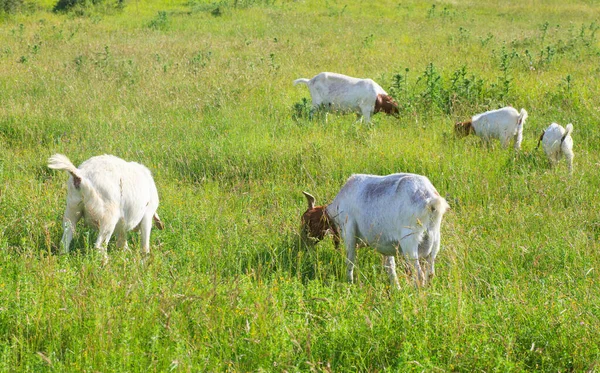 Kozy Pasące Się Zielonej Okolicy — Zdjęcie stockowe