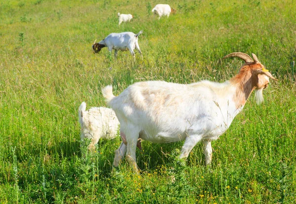 Pâturage Des Chèvres Dans Verdure — Photo