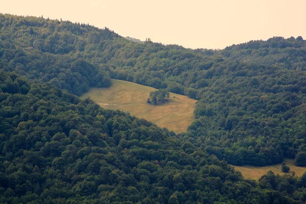 Slovenya Yeşil Orman Manzarası — Stok fotoğraf