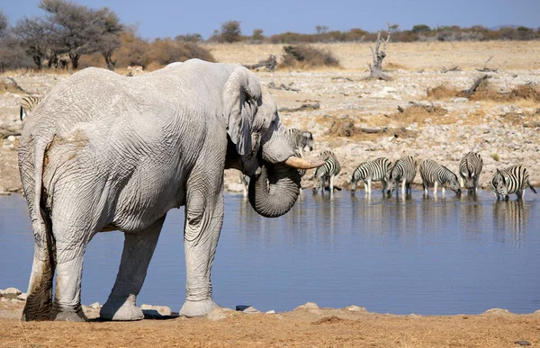 Byk Afrykański Słoń Rezerwacie Przyrody Etosha Namibia — Zdjęcie stockowe