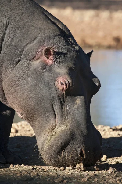 Víziló Hippopotamus Természetes Állatvilág — Stock Fotó
