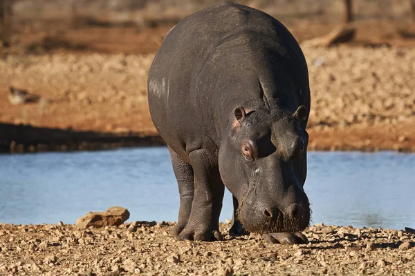 Flusspferd Nilpferd Naturfauna — Stockfoto