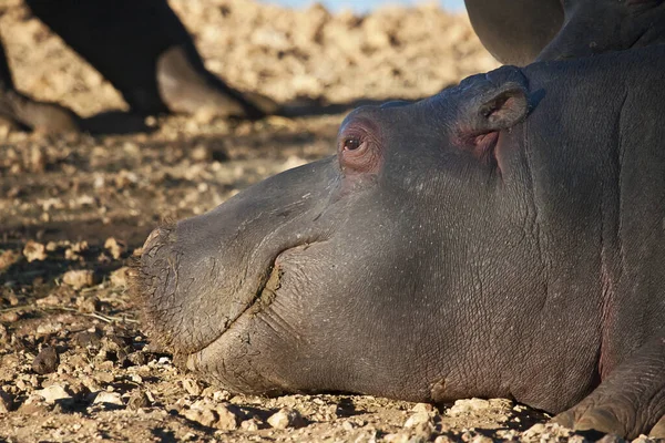 Víziló Hippopotamus Természetes Állatvilág — Stock Fotó
