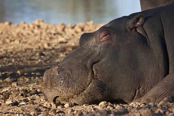 Hippopotame Hippopotame Faune Naturelle — Photo