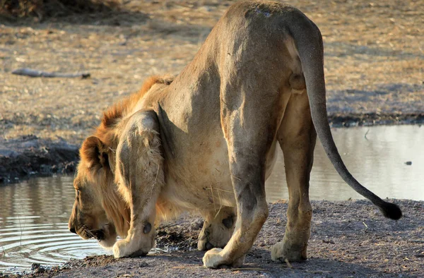 Lew Panthera Leo Siedzi Ścieżce Okavango Delta Botswana — Zdjęcie stockowe