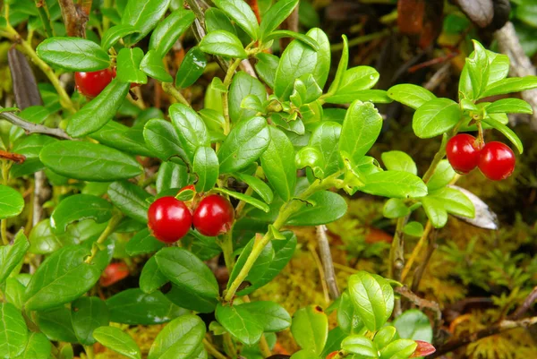 Cranberry Plant Cowberry Plant — Stock Photo, Image