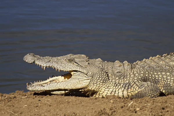 Krokodyl Niebezpieczne Zwierzę Płazów — Zdjęcie stockowe