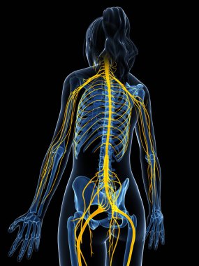 3d rendered illustration of the female nervous system clipart