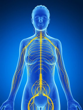 3d rendered illustration of the female nervous system clipart