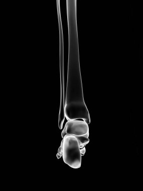 medical illustration of the skeletal foot clipart