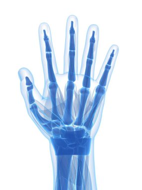 3d rendered illustration of the human hand clipart