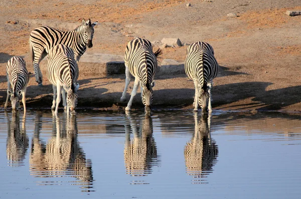 Afrikanska Zebror Zebra Djur Svart Och Vita Ränder — Stockfoto