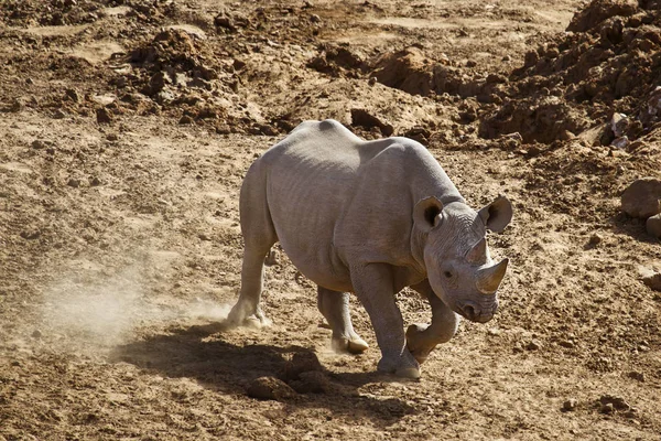 Afrika Boynuzlu Gergedan Hayvanı Bitki Hayvan Afrika Boynuzlu — Stok fotoğraf